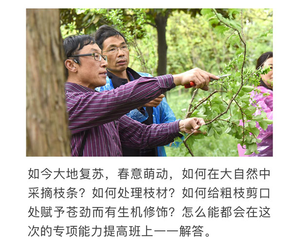 枝条班3.jpg